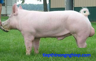 heo Yorshire đực, lợn đực Yorshire, cung cấp giống heo Yorshire